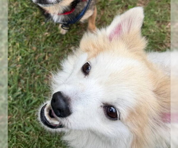 Medium Photo #4 Pomeranian-Unknown Mix Puppy For Sale in Ventura, CA, USA