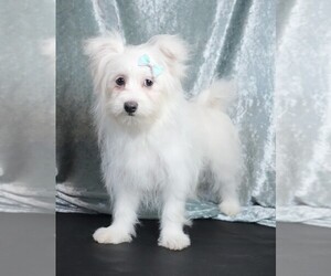 Maltipom Puppy for Sale in ROCK VALLEY, Iowa USA