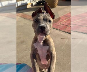 American Staffordshire Terrier-Unknown Mix Dogs for adoption in San Juan Capistrano, CA, USA