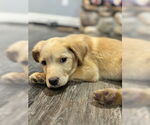 Small #3 Golden Retriever Mix
