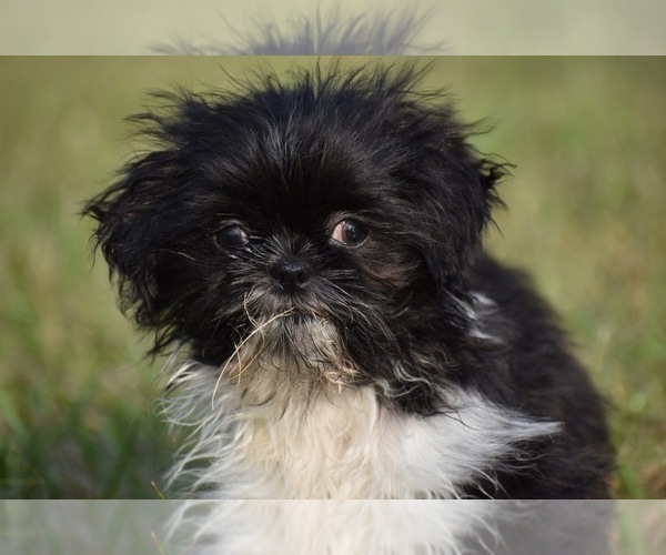 Medium Photo #1 Shih Tzu Puppy For Sale in PALM COAST, FL, USA