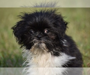 Shih Tzu Puppy for sale in PALM COAST, FL, USA