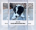 Puppy Curly Border Collie