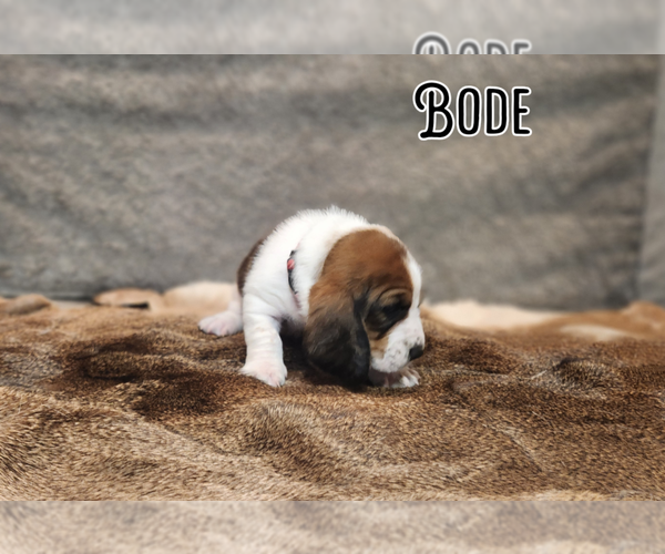 Medium Photo #3 Basset Hound Puppy For Sale in BYHALIA, MS, USA