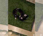 Small #26 Siberian Husky