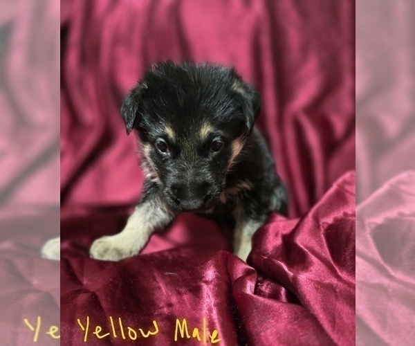 Medium Photo #6 German Shepherd Dog Puppy For Sale in APACHE JUNCTION, AZ, USA