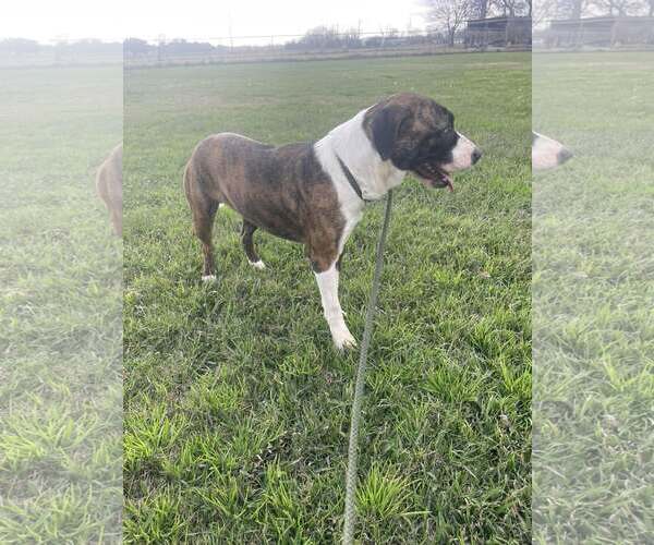 Medium Photo #3 Staffordshire Bull Terrier-Unknown Mix Puppy For Sale in Oakhurst, NJ, USA