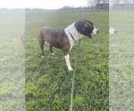Small #2 Staffordshire Bull Terrier Mix