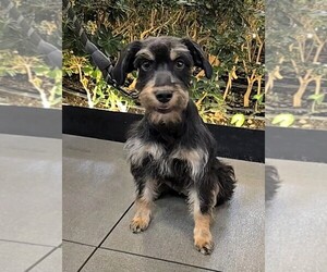 Schnauzer (Miniature) Dog for Adoption in SAN FRANCISCO, California USA