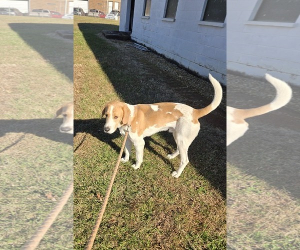 Medium Photo #3 Bassetdor Puppy For Sale in Rustburg, VA, USA