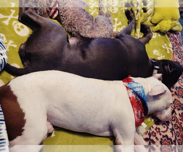 Medium Photo #21 American Staffordshire Terrier-Boxer Mix Puppy For Sale in Caribou, ME, USA
