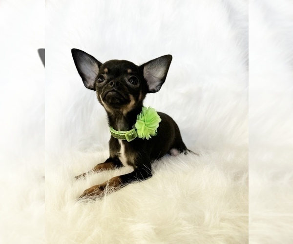 Medium Photo #7 Chihuahua Puppy For Sale in SACRAMENTO, CA, USA