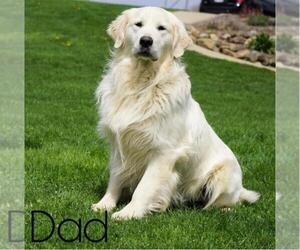 Father of the English Cream Golden Retriever puppies born on 09/29/2020