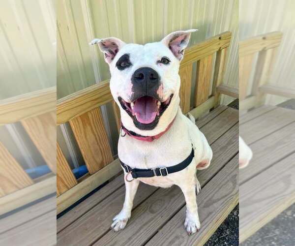 Medium Photo #4 Mutt Puppy For Sale in Elmsford, NY, USA