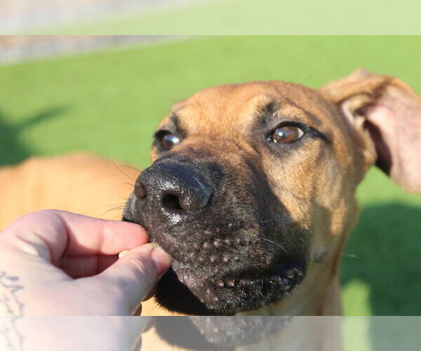 Medium Photo #3 Labrador Retriever-Unknown Mix Puppy For Sale in Chestertown, MD, USA