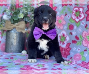 Border Collie-Golden Retriever Mix Puppy for sale in LANCASTER, PA, USA