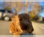 Small Photo #8 Goldendoodle Puppy For Sale in DETROIT, MI, USA