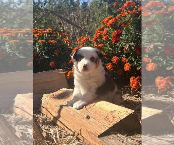 Medium Photo #1 Miniature Australian Shepherd Puppy For Sale in GLENWOOD, IN, USA