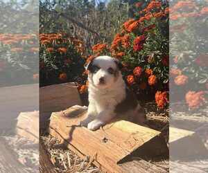Medium Miniature Australian Shepherd