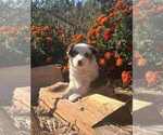 Puppy Denver Miniature Australian Shepherd