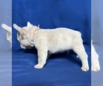 Small Photo #12 French Bulldog Puppy For Sale in MONROE, GA, USA