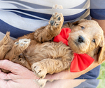 Small #3 Goldendoodle (Miniature)