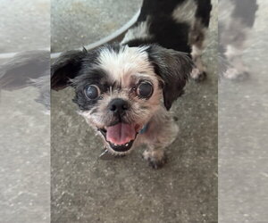 Shih Tzu Dogs for adoption in Pacolet, SC, USA