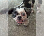 Small Shih Tzu
