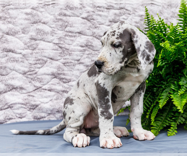 Medium Photo #51 Great Dane Puppy For Sale in WAKARUSA, IN, USA