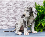 Small #7 Great Dane