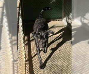 Kojack - - Male Great Dane-Labrador Retriever Mix Dog for Adoption - Photo #7
