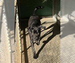 Small Photo #7 Great Dane-Labrador Retriever Mix Puppy For Sale in Sheboygan, WI, USA