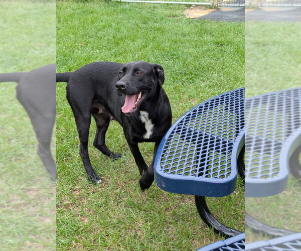 Medium Photo #8 Labrador Retriever-Unknown Mix Puppy For Sale in Canton, CT, USA