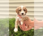 Small #1 Goldendoodle (Miniature)