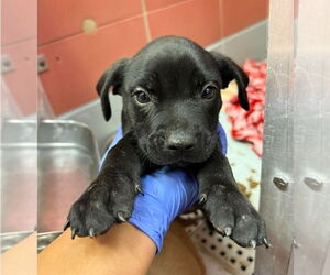 American Staffordshire Terrier-Labrador Retriever Mix Dogs for adoption in Lakewood, CO, USA