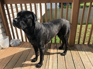 Father of the Cane Corso puppies born on 06/14/2018