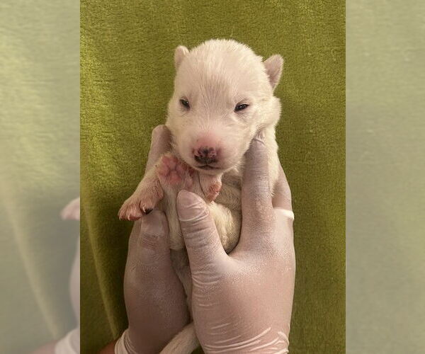 Medium Photo #2 German Shepherd Dog Puppy For Sale in Riverside, CA, USA
