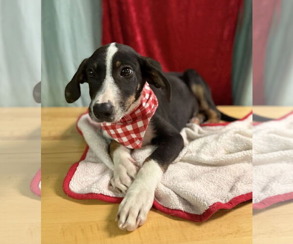 Medium Photo #2 Rat Terrier-Unknown Mix Puppy For Sale in Oakhurst, NJ, USA