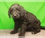 Small Photo #7 Labradoodle Puppy For Sale in SHAWNEE, OK, USA