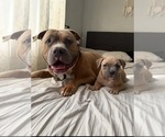 Puppy Koda American Bully