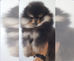 Pomeranian Puppy for sale in EASTVALE, CA, USA
