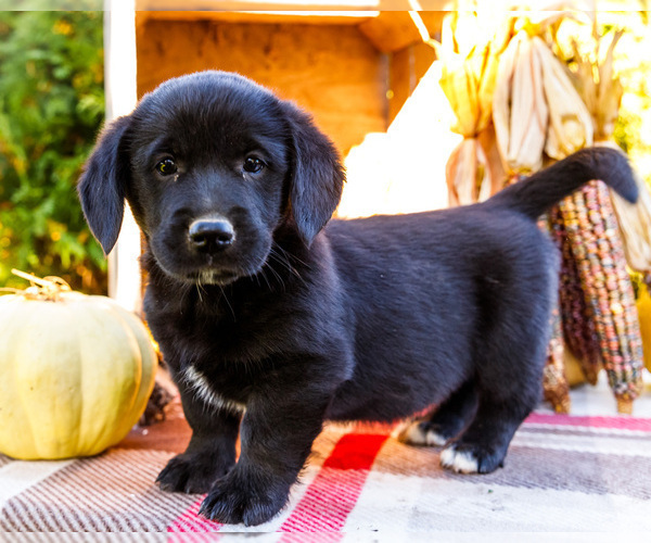 Medium Photo #1 Golden Retriever-Pembroke Welsh Corgi Mix Puppy For Sale in WAKARUSA, IN, USA