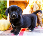 Puppy Riley Golden Retriever-Pembroke Welsh Corgi Mix