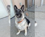 Small Photo #13 German Shepherd Dog-Unknown Mix Puppy For Sale in Bemidji, MN, USA