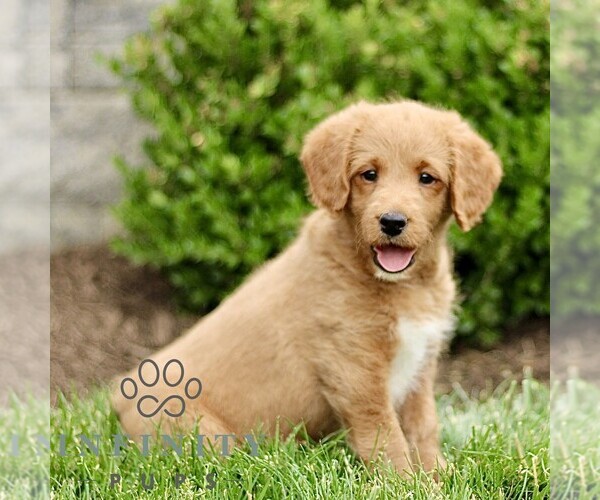 Medium Photo #3 Miniature Labradoodle Puppy For Sale in STRASBURG, PA, USA