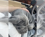 Small Photo #22 Neapolitan Mastiff Puppy For Sale in FARMINGTN HLS, MI, USA