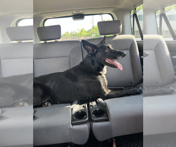 Medium Photo #1 German Shepherd Dog-Unknown Mix Puppy For Sale in Aurora, IN, USA