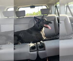 Small German Shepherd Dog Mix