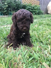 Spanish Water Dog Puppy for sale in ROCKFORD, IL, USA