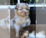 Puppy Captain Miniature Australian Shepherd